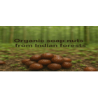 Soap Nuts